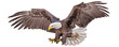 Bald eagle flying swoop hand draw and paint color on white background vector illustration.