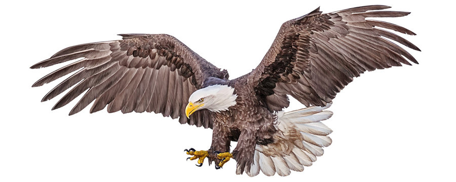 bald eagle flying swoop hand draw and paint color on white background vector illustration.