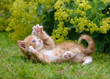 © kathomenden - Cute kitten playing in a flowery garden