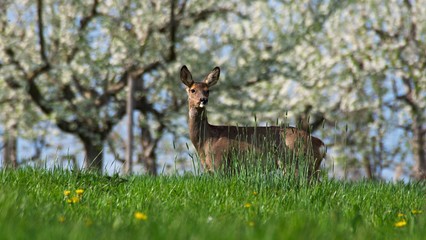 deer in grass infront of cherry blossom trees