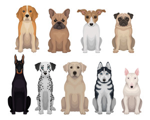 Wall Mural - detailed flat vector set of dogs of different breeds. domestic animals. design for poster of animal 