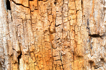 Vertical yellow-brown texture of a rotten stump..