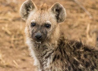 Wall Mural - Hyena Pup