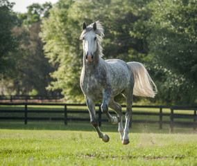 Wall Mural - Lucitano stallion horse running toward