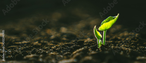 Fotografía Young Plant Growing In Sunlight