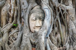 Head of the Buddha The root of the tree is amazing in Thailand. Bodhi Tree roots at Wat Maha That Ayutthaya