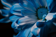 BLUE AND WHITE DAISY