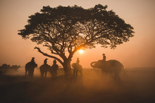 Silhouette Mahout Ride On Elephant Under The Tree Before Sunrise  In Amboseli National Park, Kenya.