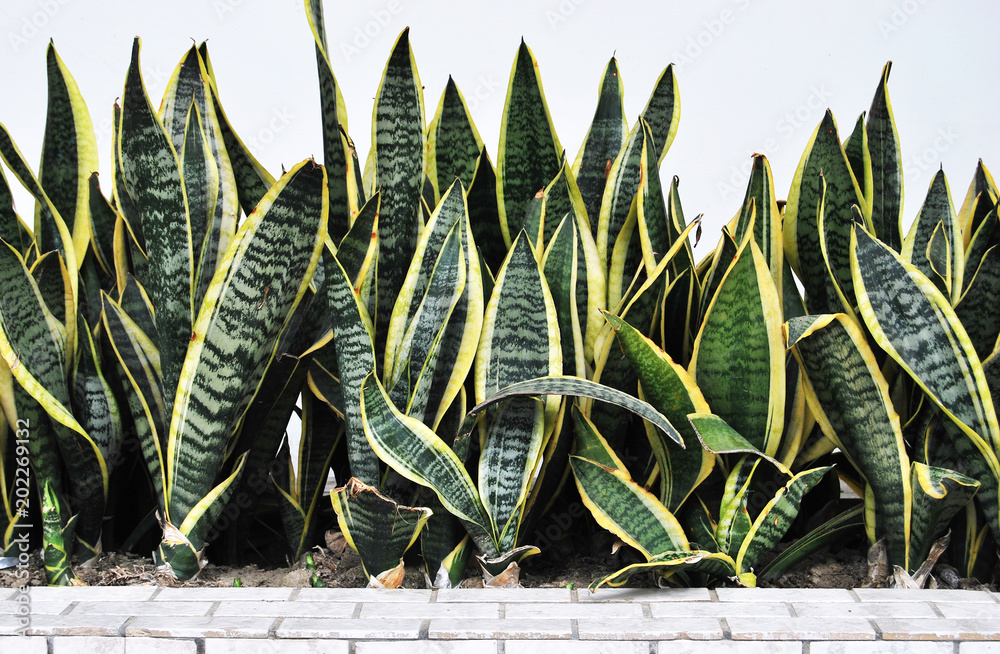 Snake plant growing in front of the wall Stock Photo | Adobe Stock