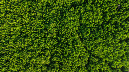  aerial view landscape of  Tree or forest ,  Krabi Thailand