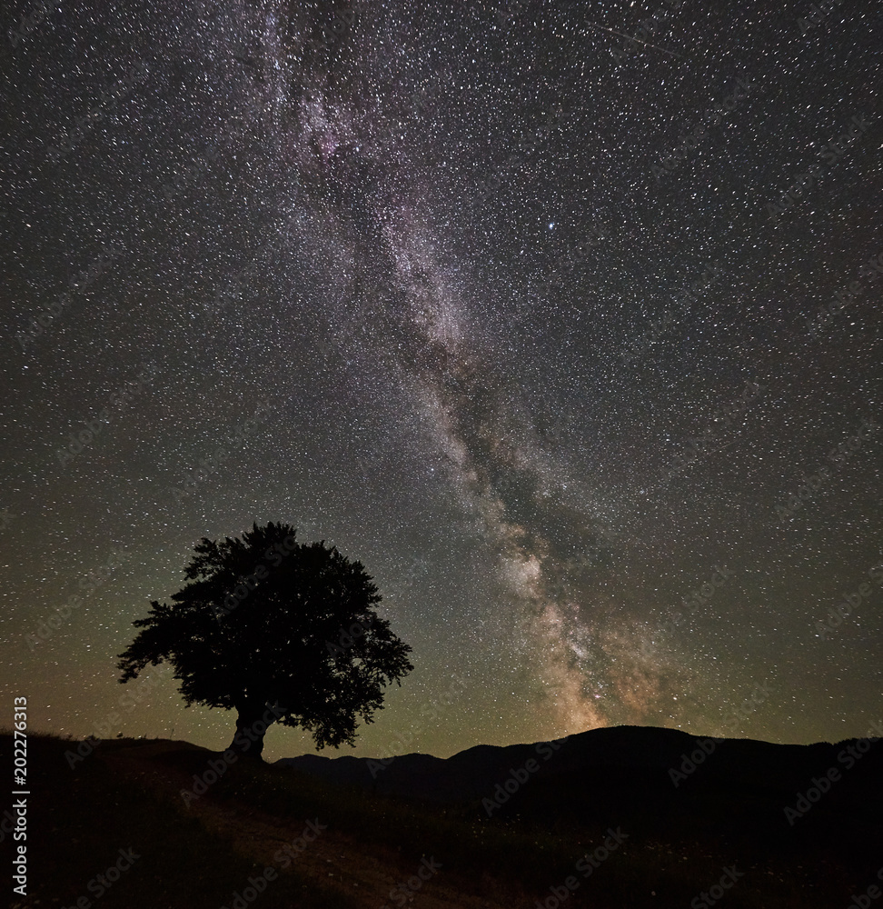 Wall Murals Silhouette Of Lonely High Tree Under Wonderful