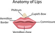 Anatomy of lips, vector illustration