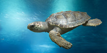 Loggerhead Turtle, Caretta Caretta, In Open Water