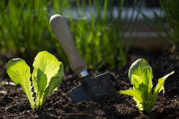 Wall Mural - Young seedlings of lettuce planted in the ground. 