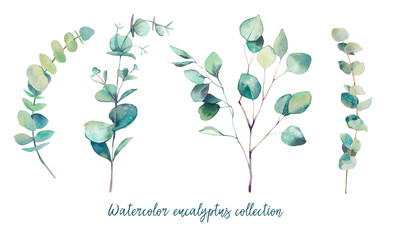 Wall Mural - Watercolor eucalyptus branches with round leaves set. Hand painted floral clip art: objects isolated on white background.