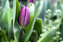 Beautiful Purple Tulip Flower