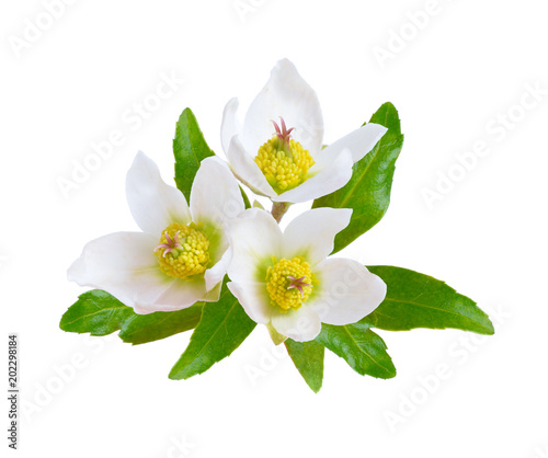 Cuadros en Lienzo Hellebore, Commonly known as hellebores or winter rose, Christmas rose and