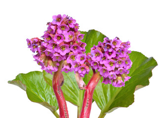 Wall Mural - Bergenia crassifolia. 