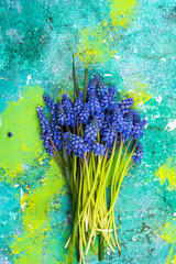 Wall Mural - Bunch of fresh cut hyacinth flowers on colorful background