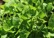 Portulak, Portulaca oleracea, auch Gemüse-Portulak oder Sommerportulak, als Gemüse oder Gewürz verwendet