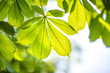 Green chestnut leaves. Springtime concept.