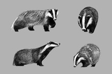 Black And White Monochromatic Freehand Sketch Of European Badger