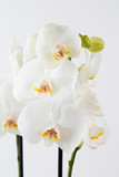 Fototapeta Storczyk - Beauty orchid on a white background.