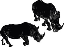Two Black Rhinoceroses Isolated On White