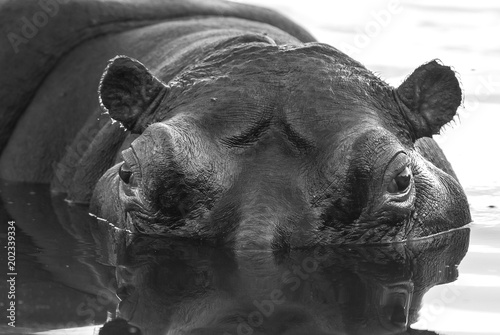 Fotomural Hippopotamus , Kruger National Park , Africa
