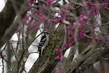A Downy Woodpecker With A Bokeh Effect On The Pink Blooms Of A Redbud Tree