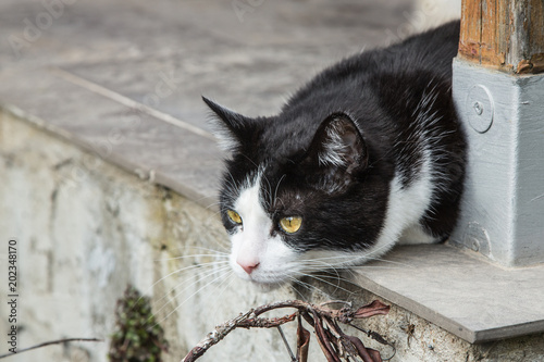 Photo portrait of eureopeen type cat living in belgium..