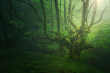 Fantasy  Forest With Fog In Spring