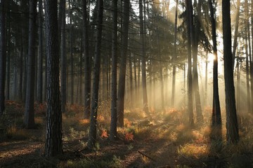 Wall Mural - Coniferous forest on foggy autumn morning