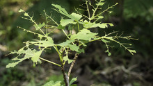 Fig Leaf Destroyed By Bug In Natural