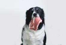 Dog With Raw Meat In Mouth. Border Collie With Pork Neck Steak. White Background.