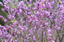 Daphne Mezereum Or February Daphne Or Mezereon Or Mezereum Or Spurge Laurel Or Spurge Olive Purple Flowers