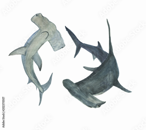 Watercolor Painting Hammerhead Shark Set Buy This Stock