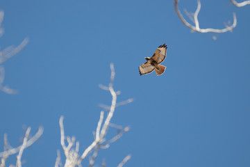 Wall Mural - Red-Tailed Hawk Flying Overhead