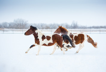 Poster - Mustangs in the snow