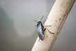Fliege, Insekt auf Schilfhalm 