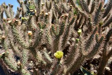 Blooming Cholla Flower Yellow Cactus Spines Thorny Desert