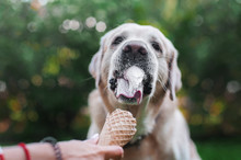 Labrador Retriever Dog Eats Ice-cream In Wafle Horn From Human Arms