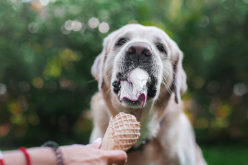 labrador retriever dog eats ice-cream in wafle horn from human arms