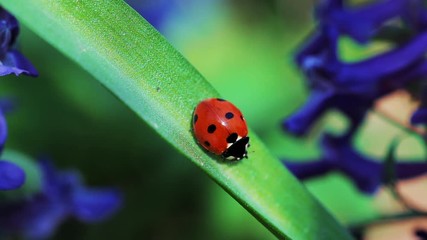 Wall Mural - Ladybug on green leaf in spring forest, macro shot