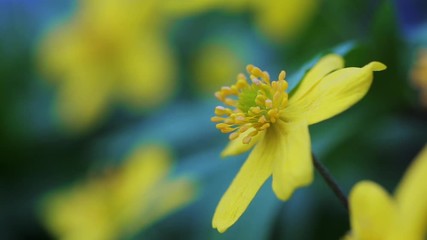 Wall Mural - Yellow Ranunculus ficaria or Buttercup, blooming flower in green spring meadow in forest, macro video