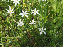 White Star Of Bethlehem Flower