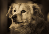 Fototapeta  - Dog Portrait - look human.