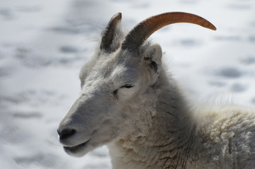 Wall Mural - Dall Sheep