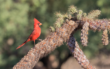 male northern cardinal