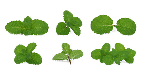 Wall Mural - set of fresh green mint leaf isolated on white background